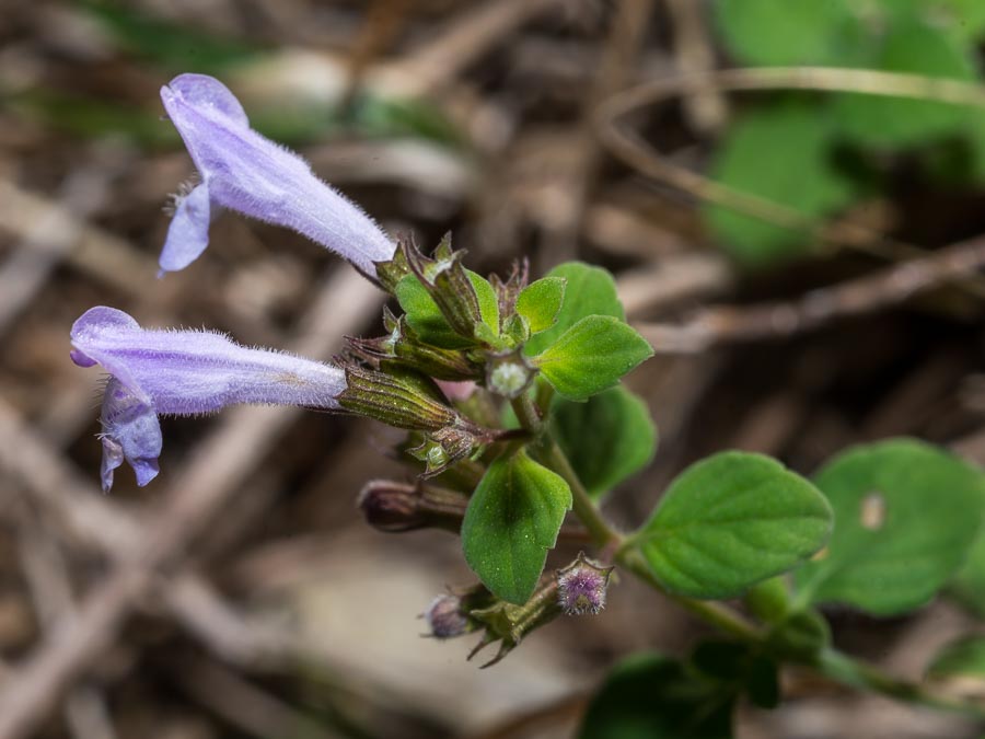 Clinopodium (=Calamintha) nepeta / Mentuccia comune, Nepitella